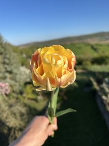 Le printemps est arrivé !!!