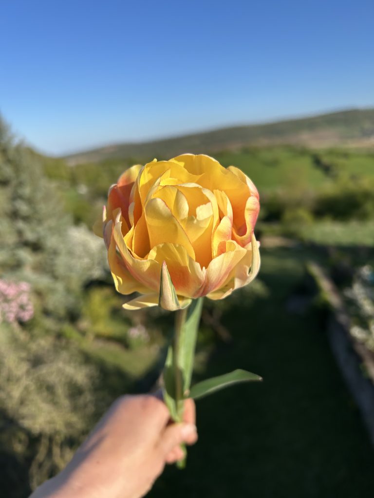 Le printemps est arrivé !!!