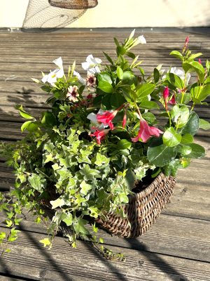 Composition de plantes fleuries pour deuil